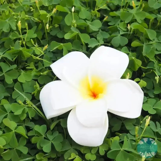 White double plumeria hawaiian flower hair clip - alohaz