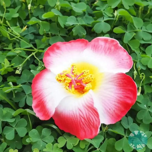 Orange hibiscus hawaiian flower hair clip - alohaz