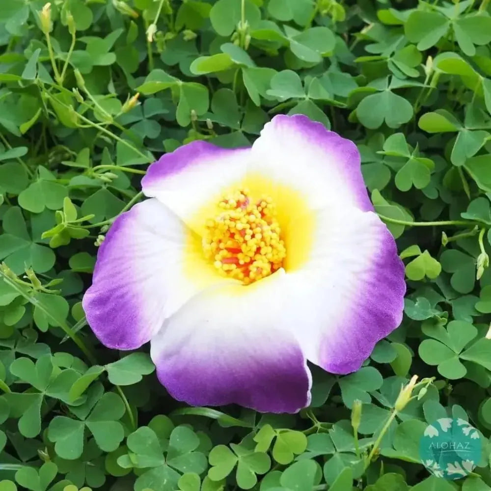 Purple hibiscus hawaiian flower hair clip - alohaz