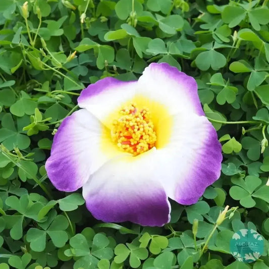 Purple hibiscus hawaiian flower hair clip - alohaz