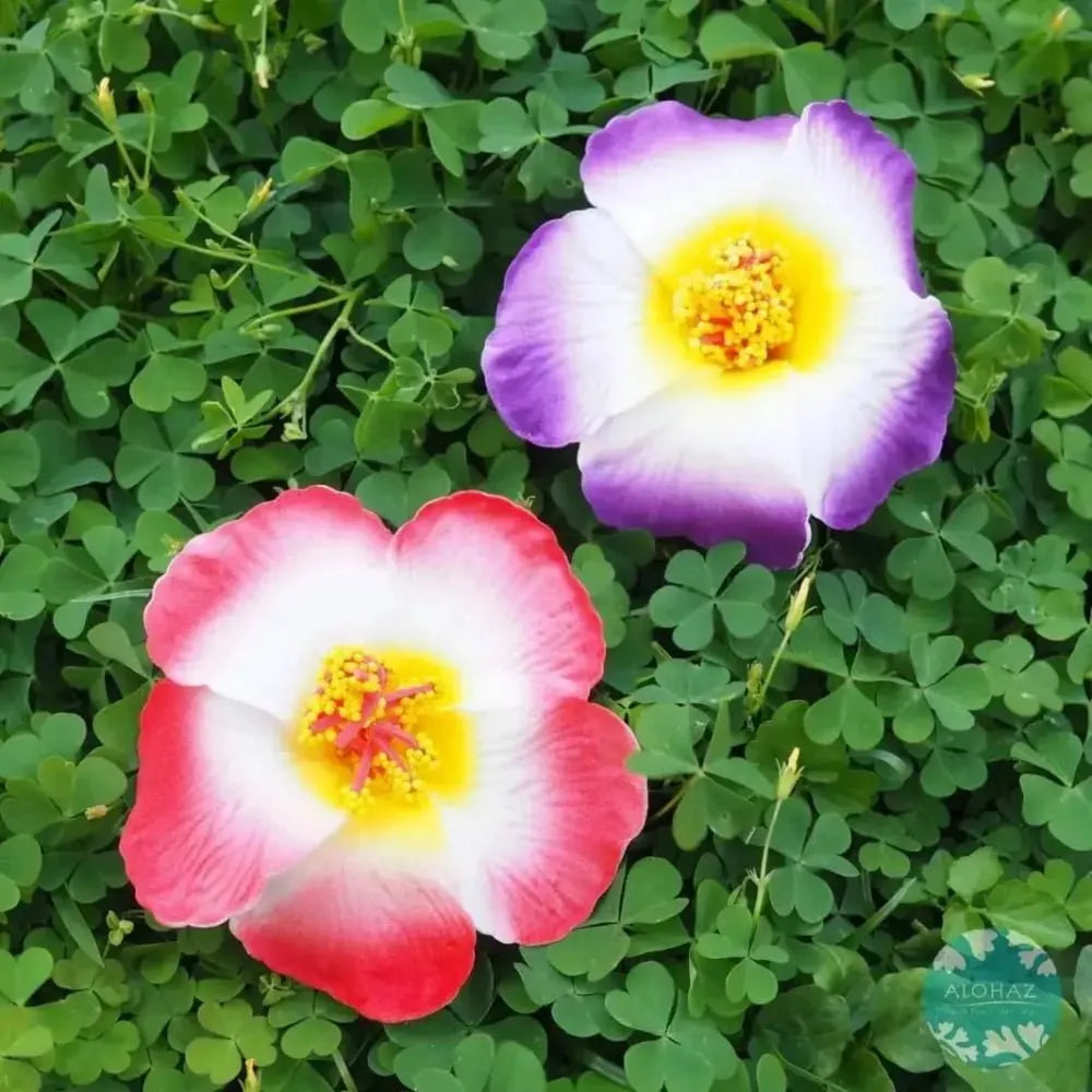 Purple hibiscus hawaiian flower hair clip - alohaz