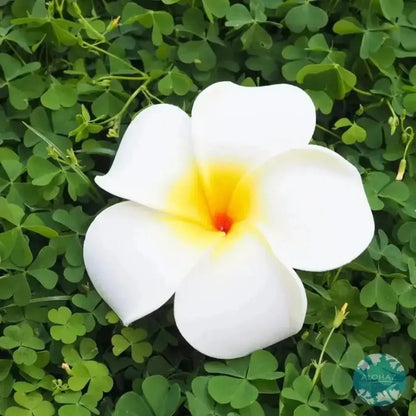 White lucky plumeria hawaiian flower hair clip - alohaz